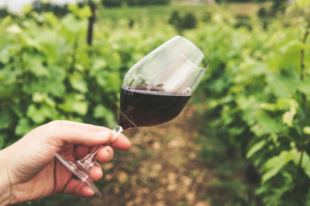 Casablanca se prepara para celebrar la 11ª Fiesta de la Vendimia con vinos, música y tradiciones