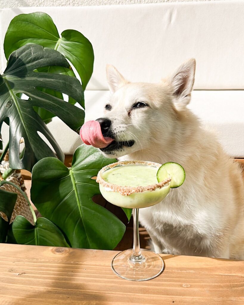 Café para perros: 3 lugares human friendly donde las mascotas mandamos
