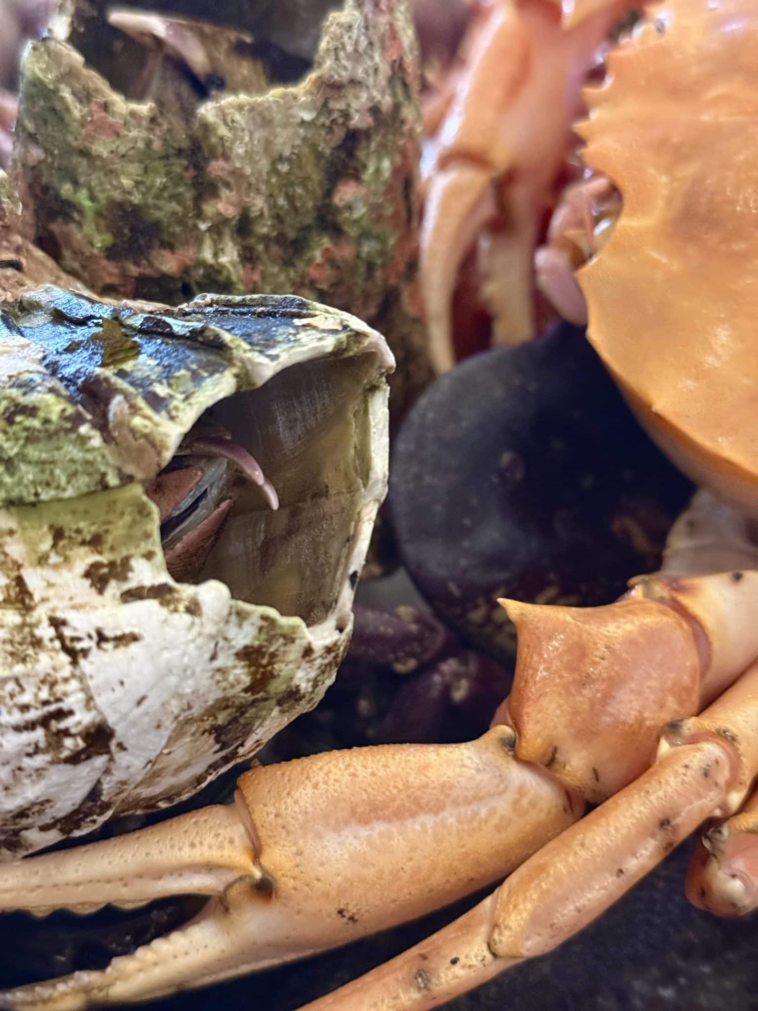 El picoroco vivo, un crustáceo protegido por placas calcáreas en Casa Las Cujas
